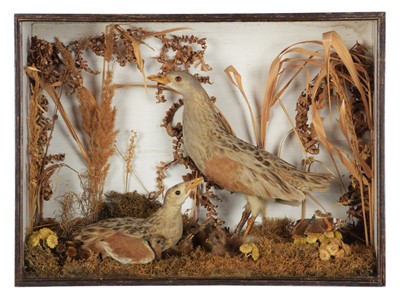 Lot 52 - Taxidermy: A Late Victorian Cased Family Group...