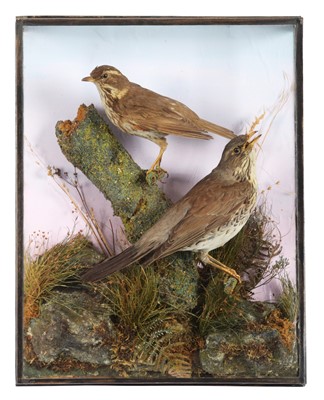 Lot 54 - Taxidermy: A Wall Cased Redwing and Fieldfare...