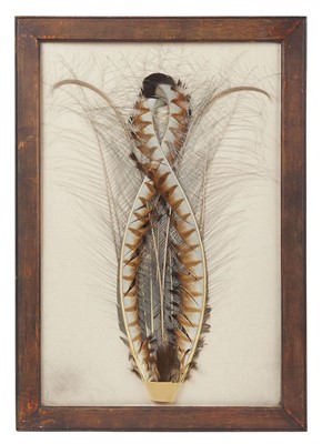 Lot 188 - Natural History: A Pair of Framed Superb Lyre...