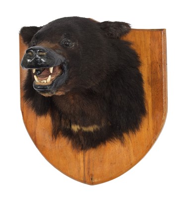 Lot 167 - Taxidermy: A North American Black Bear (Ursus...