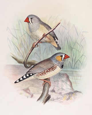 Lot 130 - Butler (Arthur G.). Foreign Finches in...