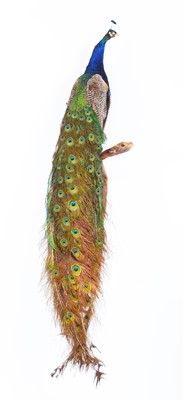 Lot 74 - Taxidermy: Indian Peacock (Pavo cristatus),...