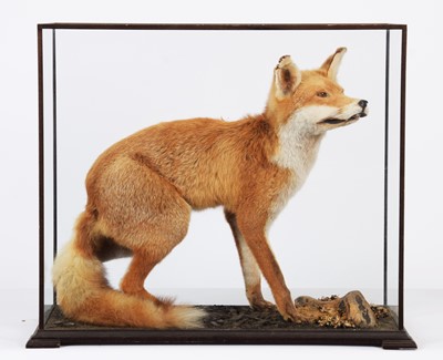 Lot 1347 - Taxidermy: A Cased European Red Fox (Vulpes...