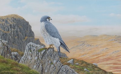 Lot 1136 - Geoff Rollinson (b.1946) Peregrine falcon...