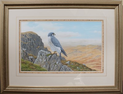 Lot 1136 - Geoff Rollinson (b.1946) Peregrine falcon...