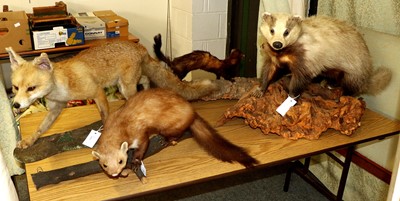 Lot 1360 - Taxidermy: A Group of Countryside Animals,...