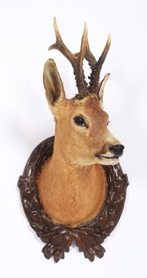 Lot 1350 - Taxidermy: European Roebuck (Capreolus...