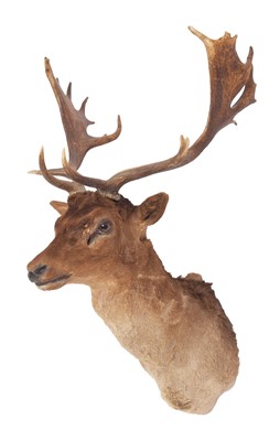 Lot 1348 - Taxidermy: European Fallowbuck (Dama dama),...