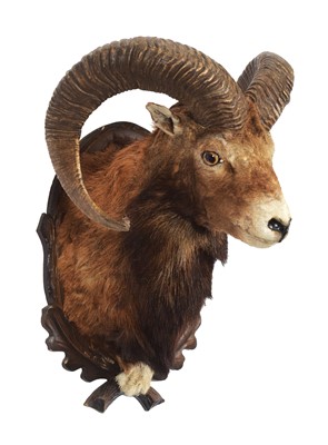 Lot 1364 - Taxidermy: European Mouflon (Ovis aries),...