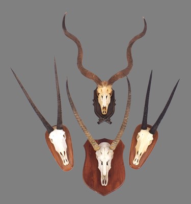 Lot 1359 - Antlers/Horns: A Group of African Game Trophy...