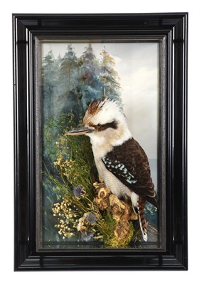 Lot 229 - Taxidermy: A Wall Cased Laughing Kookaburra...