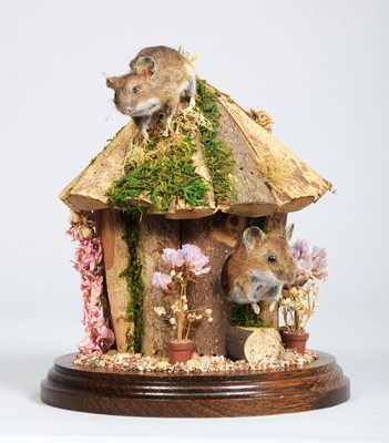 Lot 14 - Taxidermy: A Pair of Wood Mice (Apodemus...