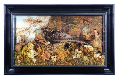 Lot 8 - Taxidermy: A Wall Cased European Nightjar...