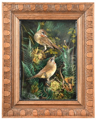 Lot 53 - Taxidermy: A Wall Cased Pair of Siberian...