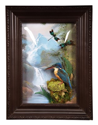 Lot 234 - Taxidermy: A Wall Cased Blyth's Kingfisher...