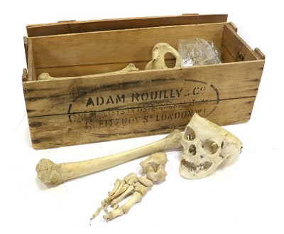 Lot 202 - Adam, Rouilly & Co Human Half Skeleton