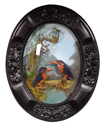 Lot 88 - Taxidermy: A Wall Cased Pair of African Pygmy...