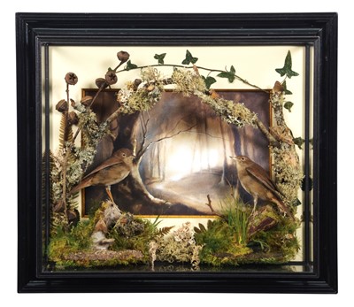 Lot 87 - Taxidermy: A Wall Cased Pair of Nightingales...