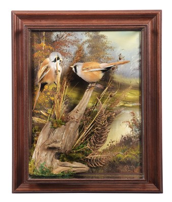 Lot 105 - Taxidermy: A Cased Pair of Bearded Tits...