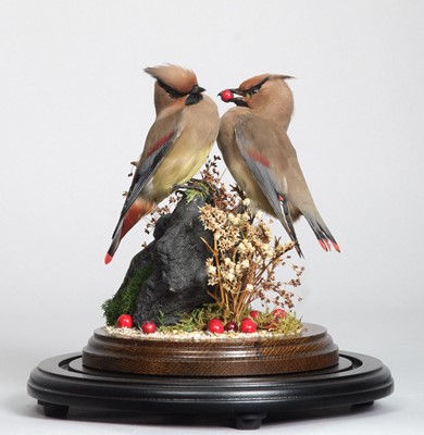 Lot 49 - Taxidermy: A Pair of Japanese Waxwings...