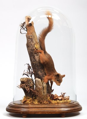 Lot 107 - Taxidermy: A European Red Squirrel (Sciurus...