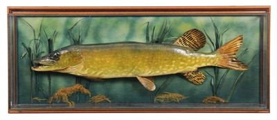 Lot 157 - Taxidermy: A Wall Cased Northern Pike (Esox...