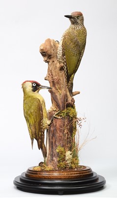 Lot 117 - Taxidermy: A Pair of European Green...