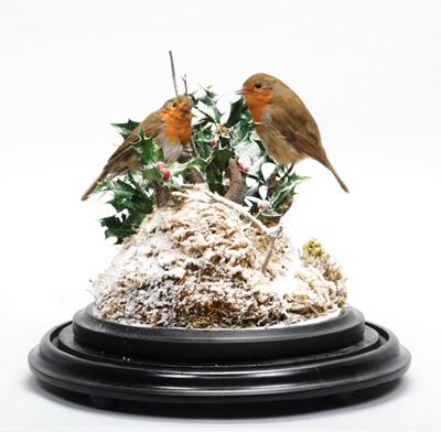 Lot 50 - Taxidermy: A Winter Scene of European Robins...