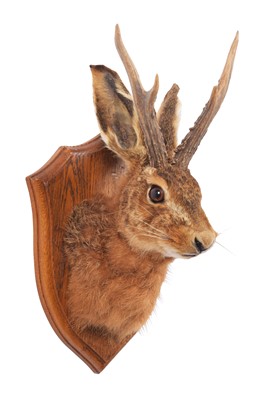 Lot 1352 - Taxidermy: A Jackalope Hare Head Mount (Lupus...