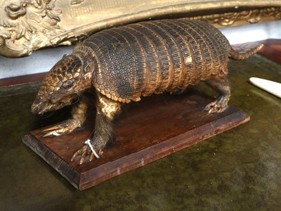 Lot 1346 - Taxidermy: Screaming Hairy Armadillo...