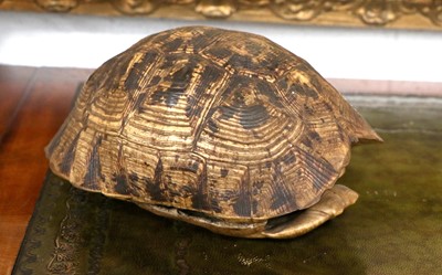 Lot 1345 - Natural History: A Leopard Tortoise Shell...