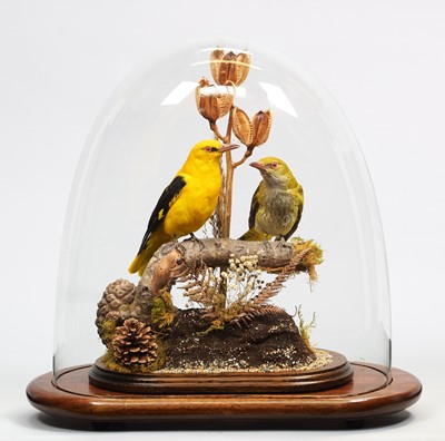 Lot 141 - Taxidermy: A Pair of European Golden Orioles...