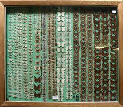 Lot 1366 - Entomology: A Wall Cased Display of British...