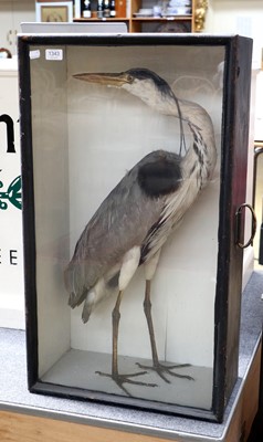 Lot 1343 - Taxidermy: A Late Victorian Cased Grey Heron...