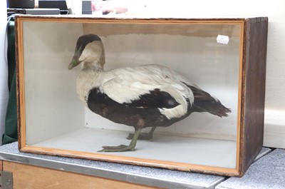 Lot 1342 - Taxidermy: A Late Victorian Cased Eider Duck...