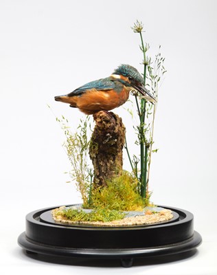 Lot 130 - Taxidermy: A European Kingfisher (Alcedo...