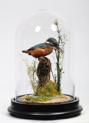 Lot 130 - Taxidermy: A European Kingfisher (Alcedo...