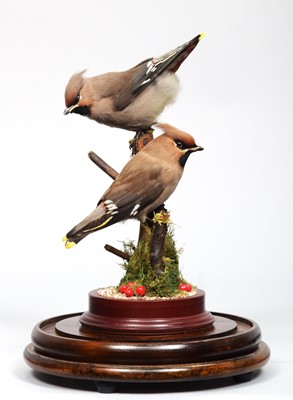 Lot 96 - Taxidermy: A Pair of European Waxwings...