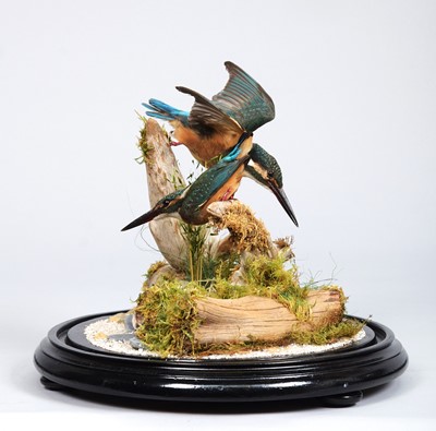 Lot 232 - Taxidermy: A Pair of European Kingfishers...