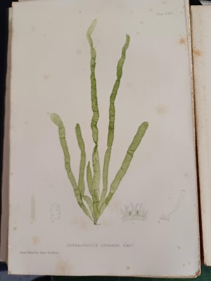 Lot 87 - Botany. A collection of botany books,...