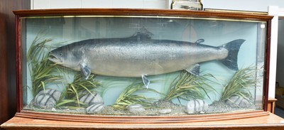 Lot 1145 - Taxidermy: A Cased Large Salmon (Salmo salar),...