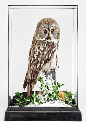 Lot 261 - Taxidermy: A Cased Great Grey Owl (Strix...