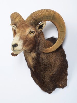 Lot 1129 - Taxidermy: European Mouflon (Ovis aries...