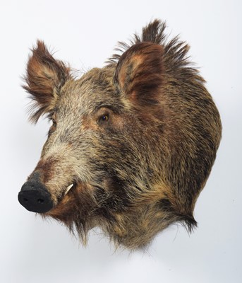 Lot 1127 - Taxidermy: European Wildboar (Sus scrofa),...