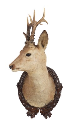 Lot 1128 - Taxidermy: European Roebuck (Capreolus...