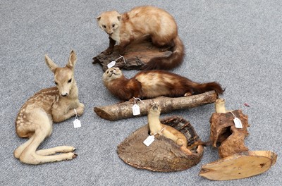 Lot 1137 - Taxidermy: A Group of Countryside Animals,...