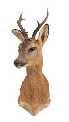 Lot 1131 - Taxidermy: European Roebuck (Capreolus...