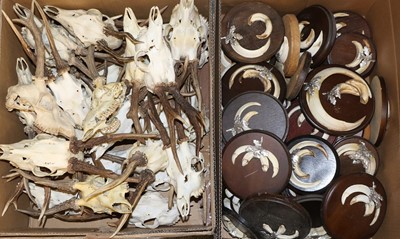 Lot 1135 - Antlers/Tusks: A Collection of Wildboar Tusks...