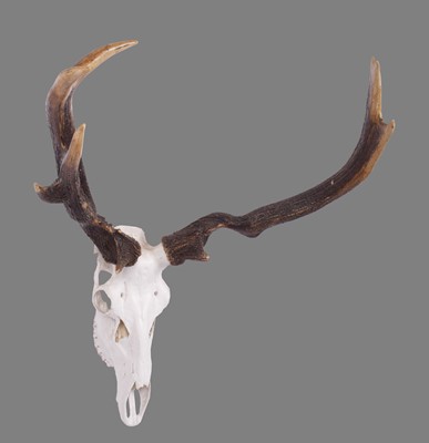 Lot 1130 - Antlers/Horns: Three Sets of Abnormal European...