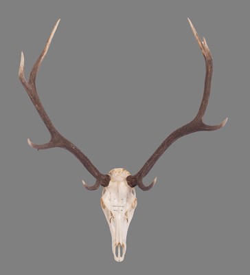 Lot 1107 - Antlers/Horns: Romanian Red Deer Antlers...